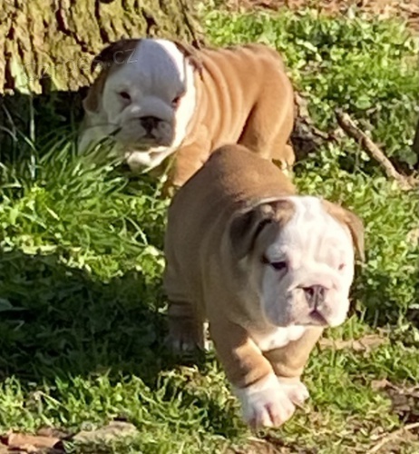 buldok �t��ata k dispozici