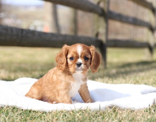 Kaval�r King Charles �pan�l k dispozici 