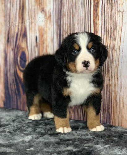 N�dhern� �t��ata bernsk�ho sala�nick�ho psa k dispozici 