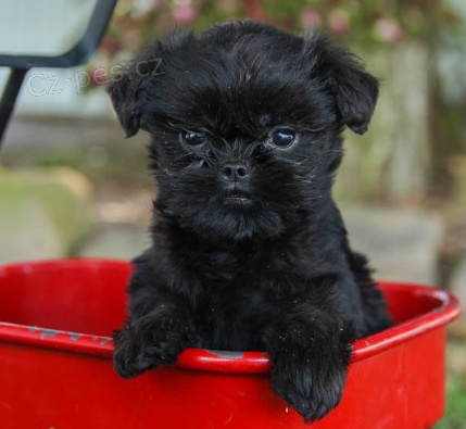 �t��ata affenpinscher K dispozici 