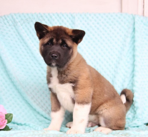 Americk� akita �t��ata k dispozici 