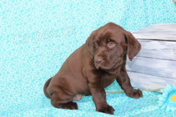 �t��ata labradorsk�ho retr�vra k adopci