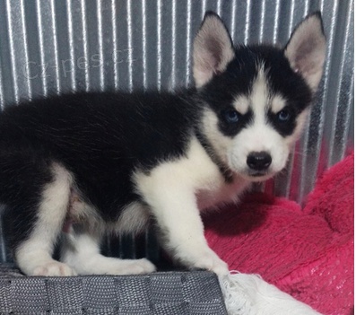 Sibi�sk� husky �t��ata pro miluj�c� domov