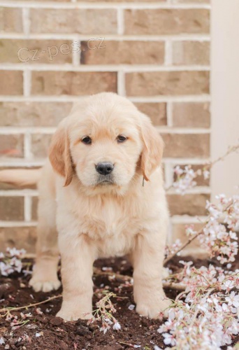 sladk� a okouzluj�c� �t���tka zlat�ho retr�vra 