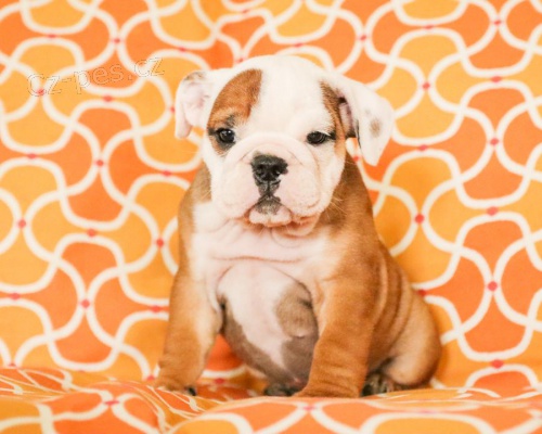 �t���tka anglick�ho buldoka