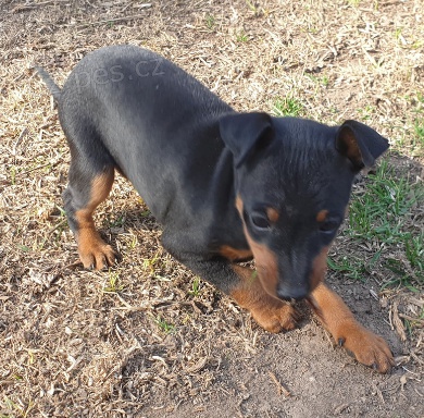 Rozko�n� �t���tka anglick�ho toy teri�ra 