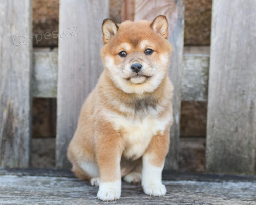 Fascinuj�c� �t��ata Shiba Inu k dispozici