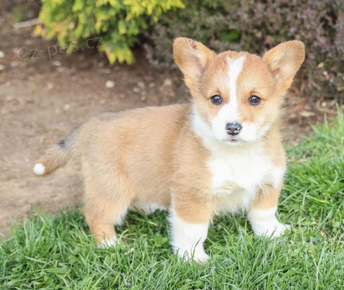 �t��ata Welsh Corgi (Pembroke) k dispozici
