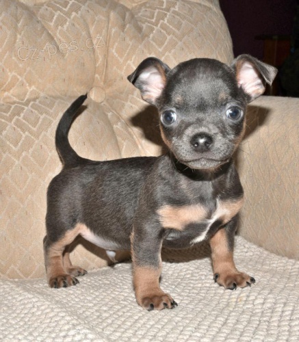 Miluj�c� �t��ata �ivavy k dispozici