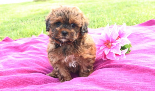 L�skav� �t��ata shih-poo k dispozici