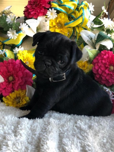 Miluj�c� �t��ata mopsl�k� k dispozici