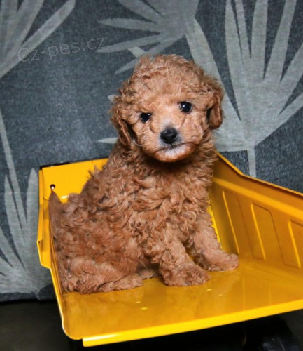 K dispozici jsou okouzluj�c� �t���tka pudl�k� 