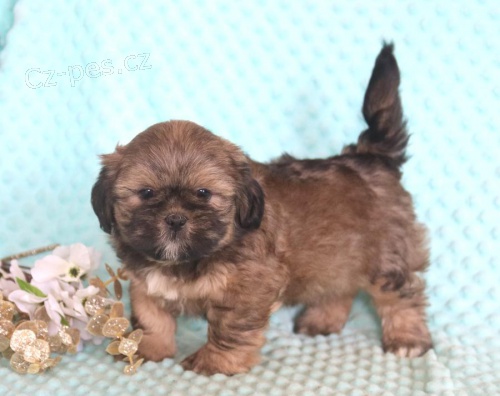 Rozko�n� �t��ata Lhasa Apso