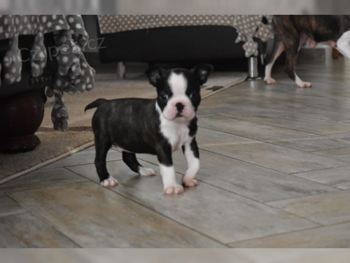 2 �t��ata miniaturn�c boston teri�r�0