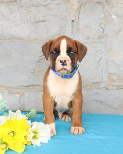 K dispozici �t���tka l�skypln�ho Boxera