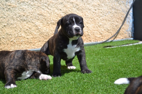 k dispozici  2�t��ata cane corso italiano