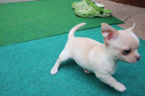 muzy o zeny �t��ata civava zoufale tou�� po nov�ch rodi��ch