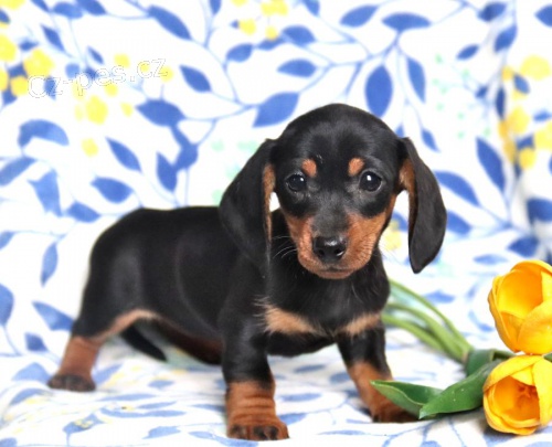 K dispozici �t���tka l�skypln�ho jezev��ka