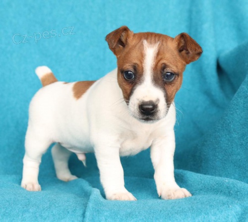 �t��ata Jack Russell Terrier