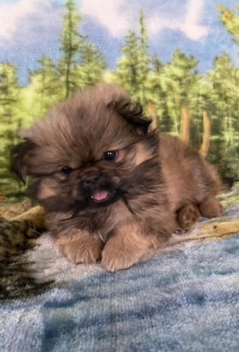 P��telsk� �t��ata pekin�z k dispozici