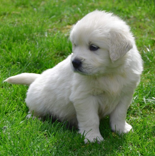 a zdrav� �t��ata zlat�ho retr�vra