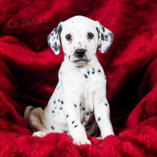 K dispozici vz�cn� Dalmatsk� �t��ata 