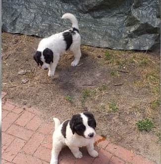 2 �t��ata Landseer velmi zdrav�