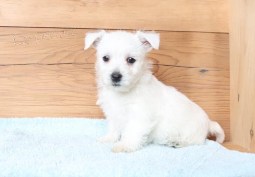 �t��ata West Highland White Terrier k dispozici 