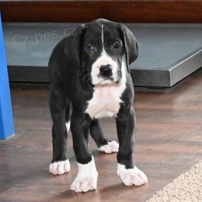 Kr�sn� �t���tka doga k adopci