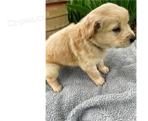 Zlat� retr�vr �t��ata