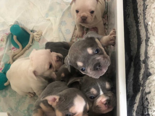 francouzsk� buldok �t��ata