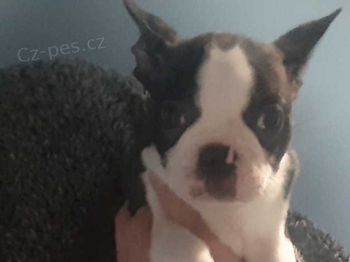 vynikaj�c�ch 6 �t��at boston teri�ra k dispozici