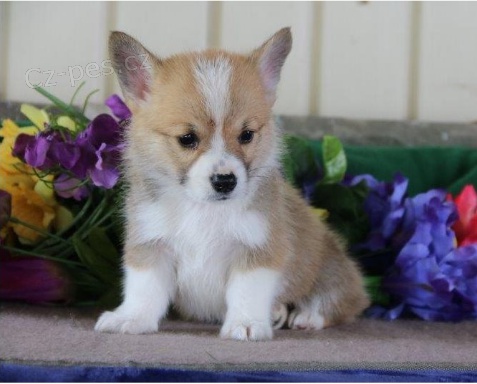 �t��ata Welsh Corgi Pembroke jsou nyn� p�ipravena na nov� rodiny.
