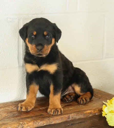 Rotvajler �t��ata pro dobr� domov