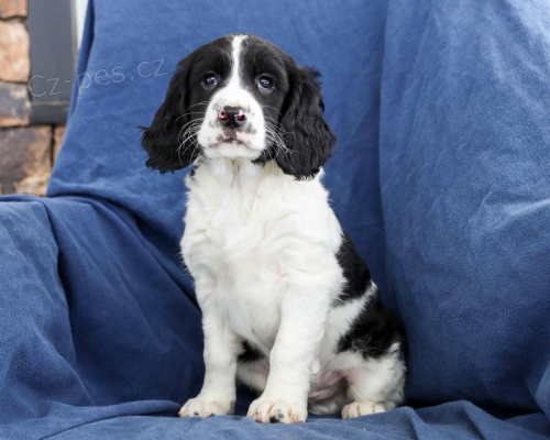 K dispozici �t��ata anglick�ho �pringr�pan�la