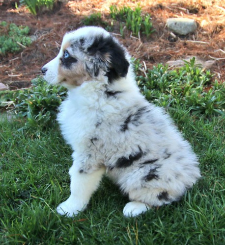 Kr�sn� �t���tka australsk�ho ov��ka