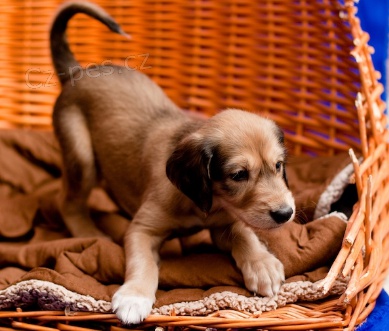 Rozko�n� �t���tka Saluki k adopci