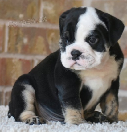 �t��ata anglick�ho buldoka jsou p�ipravena na nov� rodiny.