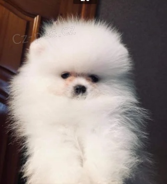 �t��ata Italsk� Volpino pro miluj�c� domov