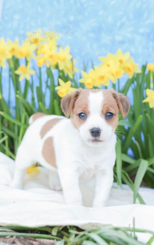 sladk� a odchoz� �t��ata Jack Russell Terrier 