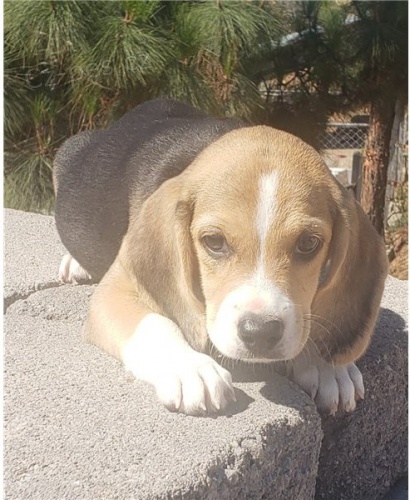 B�gl �t��ata