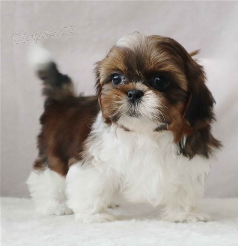 radostn� �t��ata shih tzu