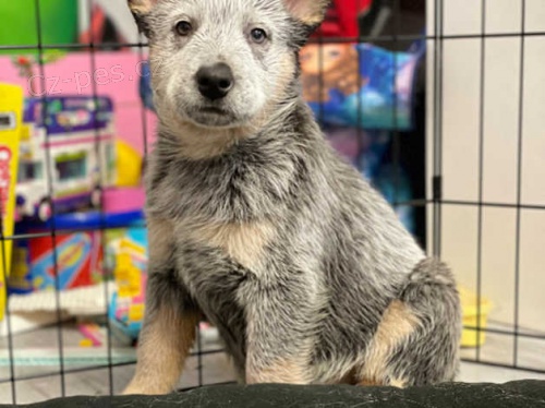 Australsk� dobytek �t��ata