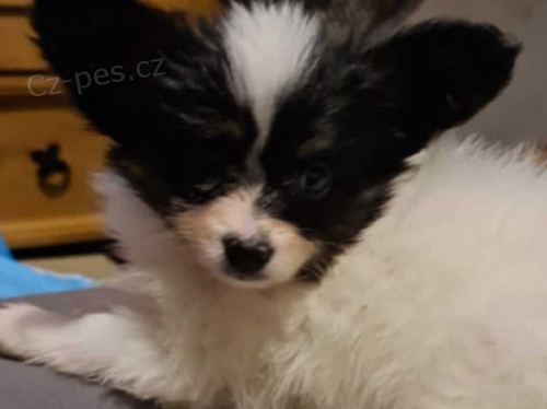 �t��ata papillon