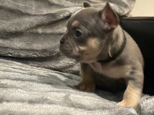 francouzsk� buldok �t��ata