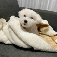 Roztomil� maltsk� �t�n� na prodej 2 chlapce a 1 d�vku.