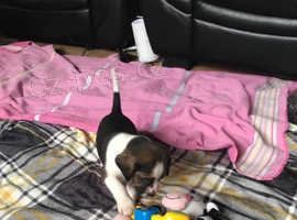 �t��ata beagle