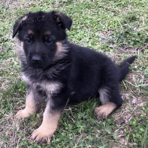 �t��ata n�meck�ch ov��k� na prodej