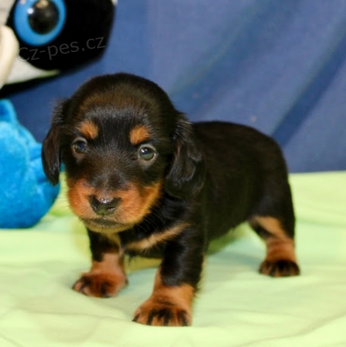 zdrav� �t��ata jezev��k� na prodej