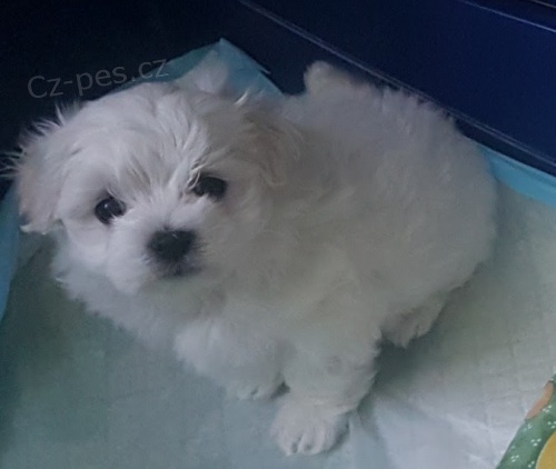 VAKCINOVAN� miniaturn� maltsk� �t���tka na prodej.